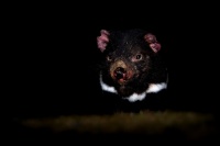 Dabel medvedovity - Sarcophilus harrisii - Tasmanian Devil 3868